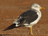 1cy fuscus in August, ringed in Finland. (81365 bytes)